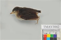 藏品(綠繡眼)的圖片